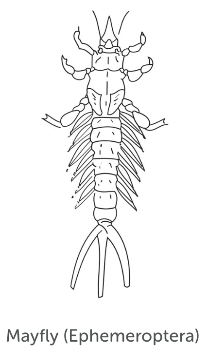 Least Tolerant Bug 6